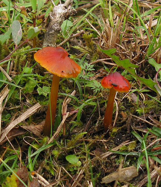 zwartwordende_wasplaat_betuwe_011009_2.jpg