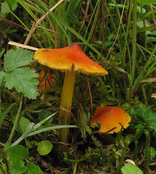 zwartwordende_wasplaat_betuwe_011009_3.jpg