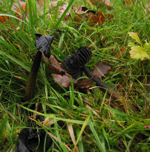 zwartwordende_wasplaat_betuwe_101109.jpg