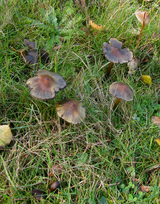 zwartwordende_wasplaat_het_gooi_131009_2.jpg