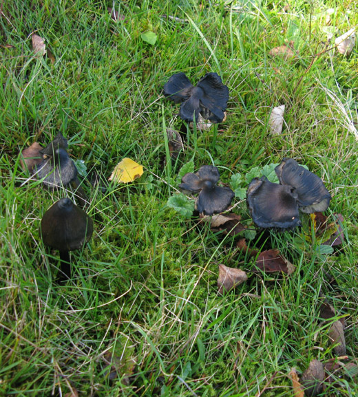 zwartwordende_wasplaat_het_gooi_131009_3.jpg