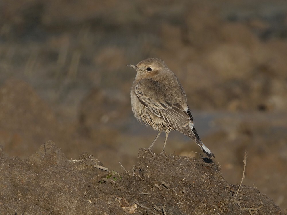 bontetapuitbodegraven13122018 3