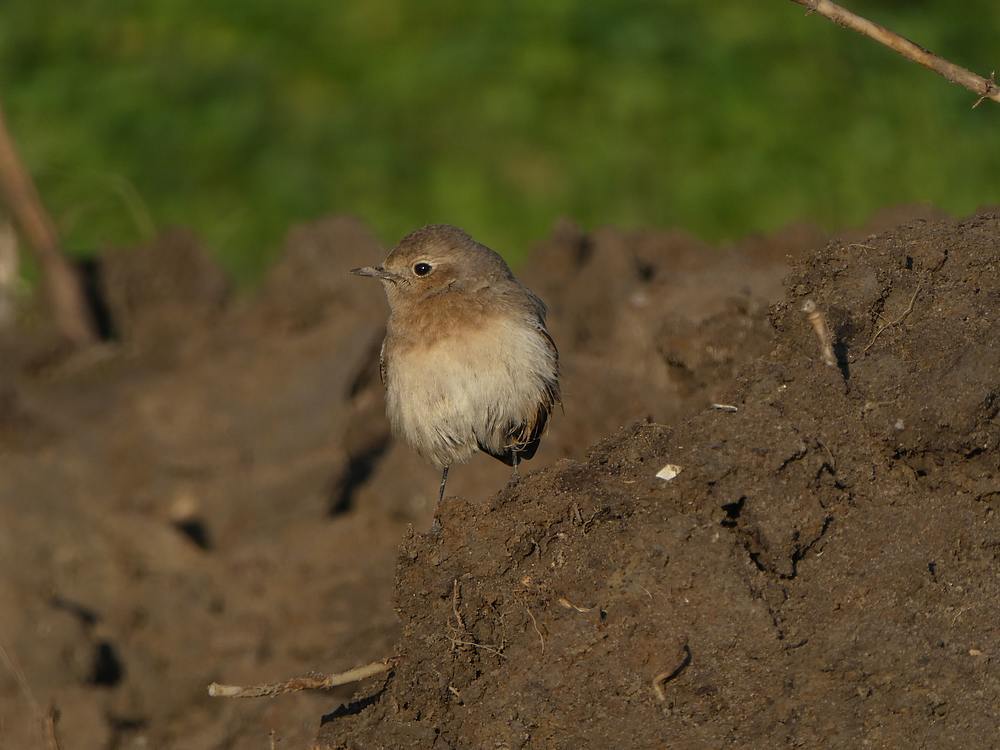 bontetapuitbodegraven13122018 4