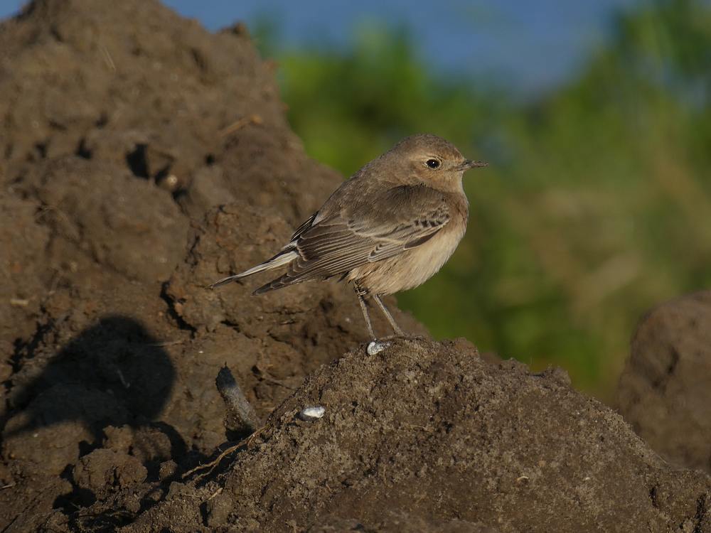 bontetapuitbodegraven13122018 5