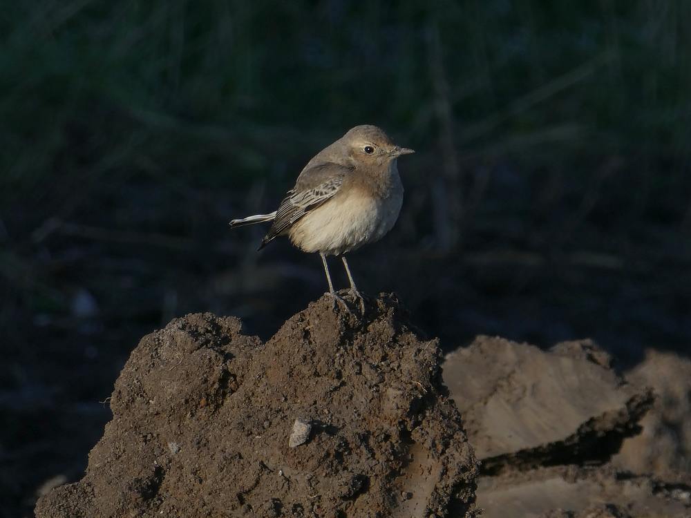 bontetapuitbodegraven13122018 8