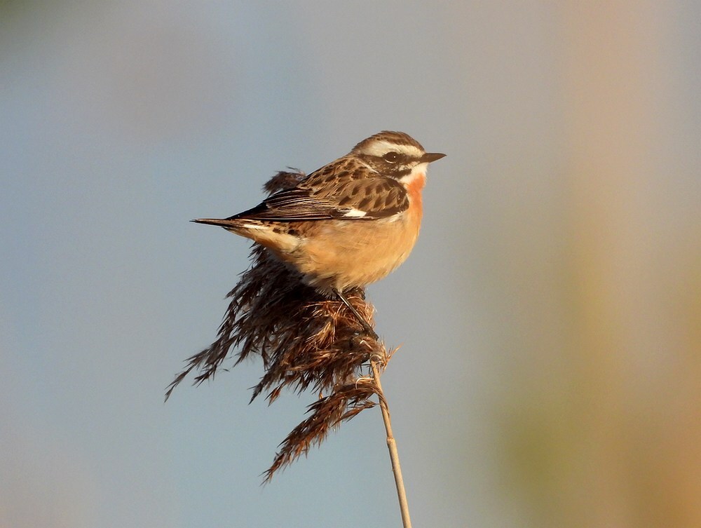 paapjezouweboezem15042025 3