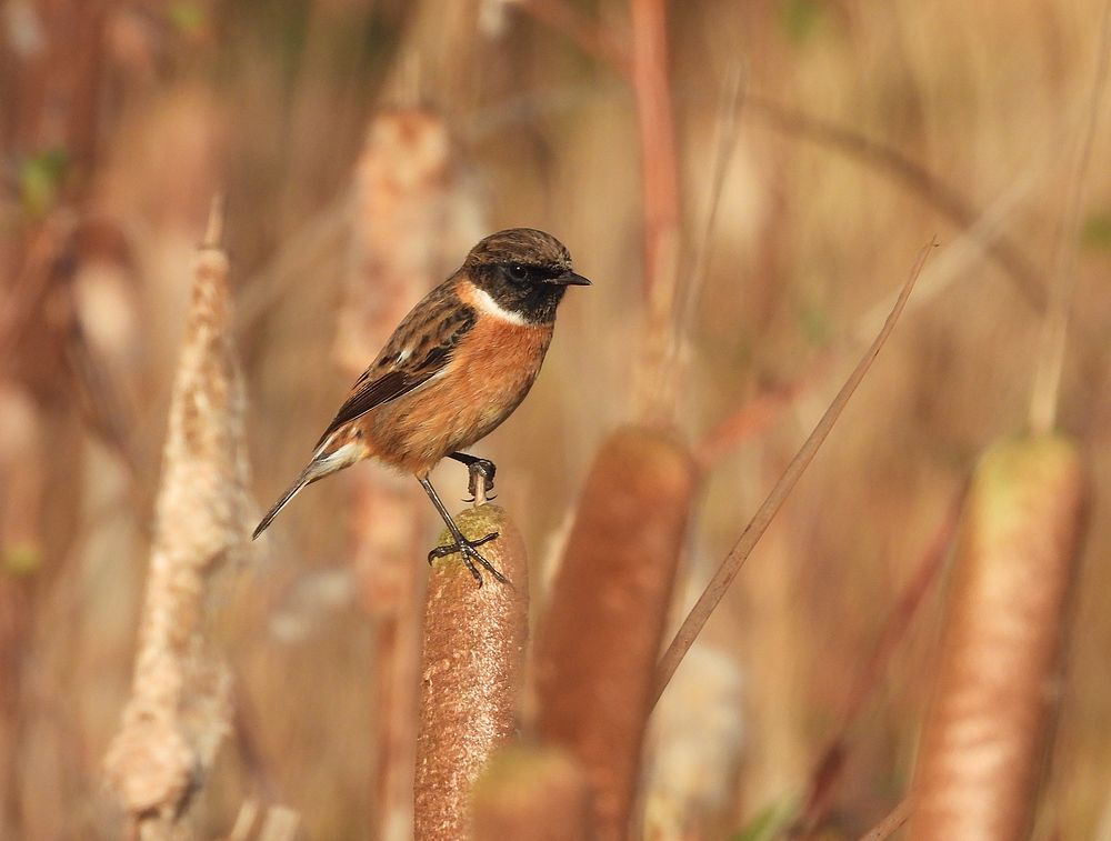 roodborsttapuitmanopgrotelisdoddezouweboezemgebied21112025 3