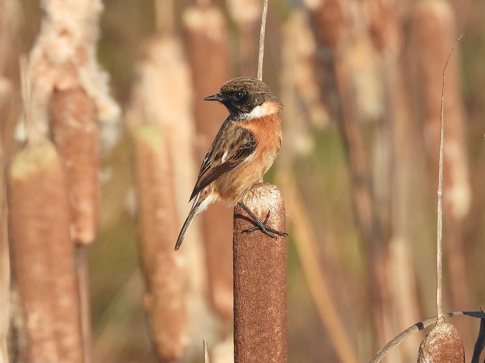 roodborsttapuitmanopgrotelisdoddezouweboezemgebied21112025 5