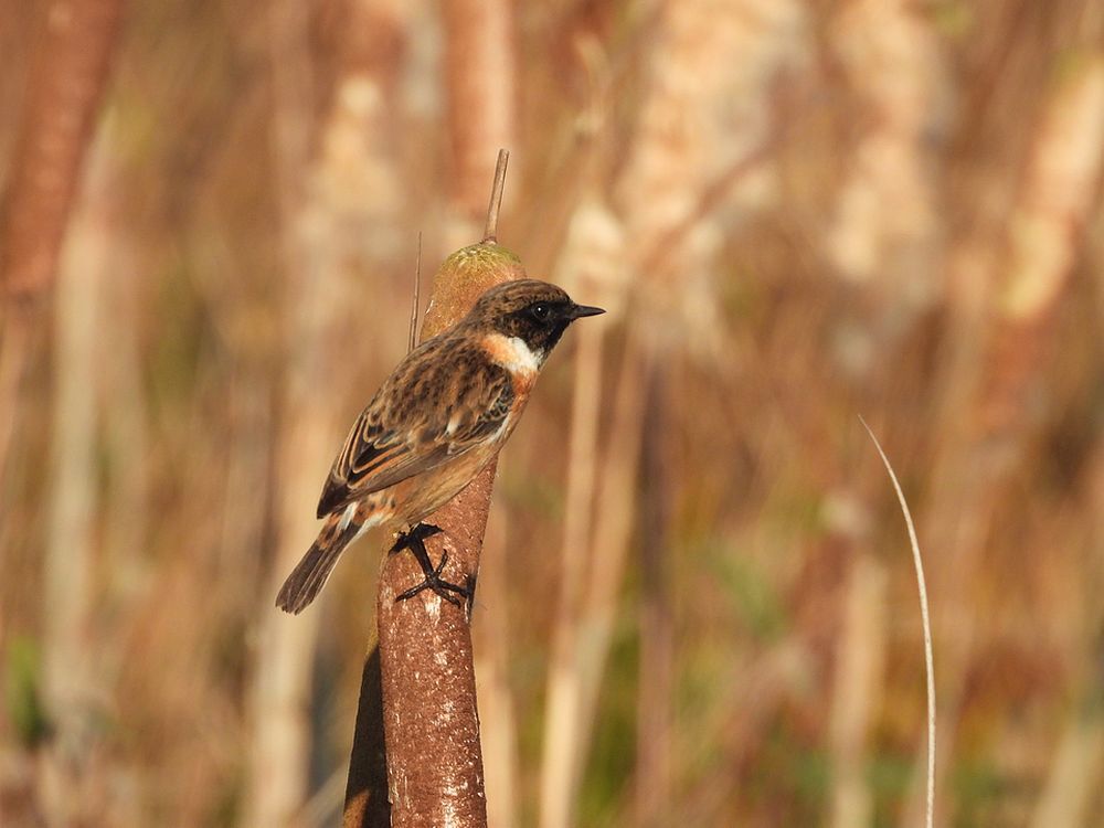 roodborsttapuitmanopgrotelisdoddezouweboezemgebied21112025 6
