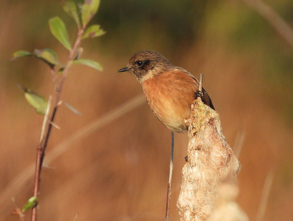 roodborsttapuitvrouwopgrotelisdoddezouweboezemgebied21112025 2