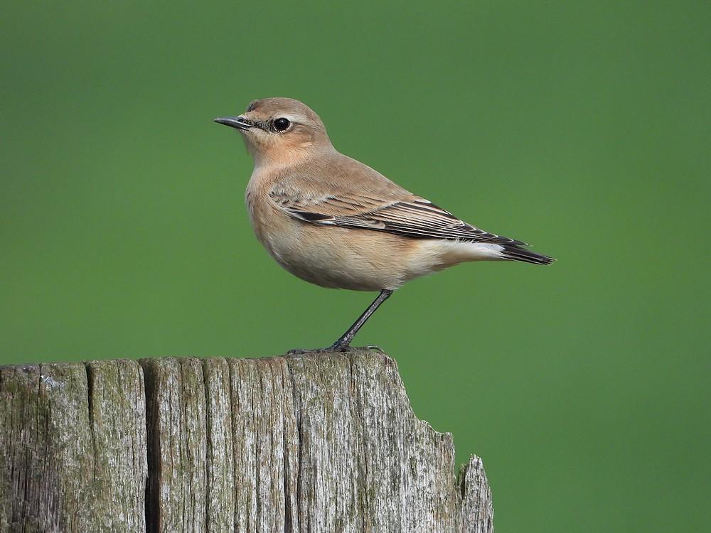 tapuit1000hoogbloklandseweg31082020