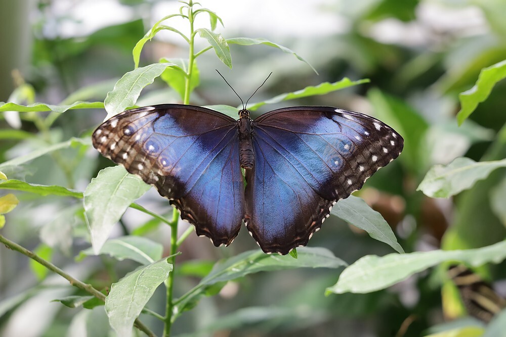 blauwemorphovlindervlinderkasutrecht22102023