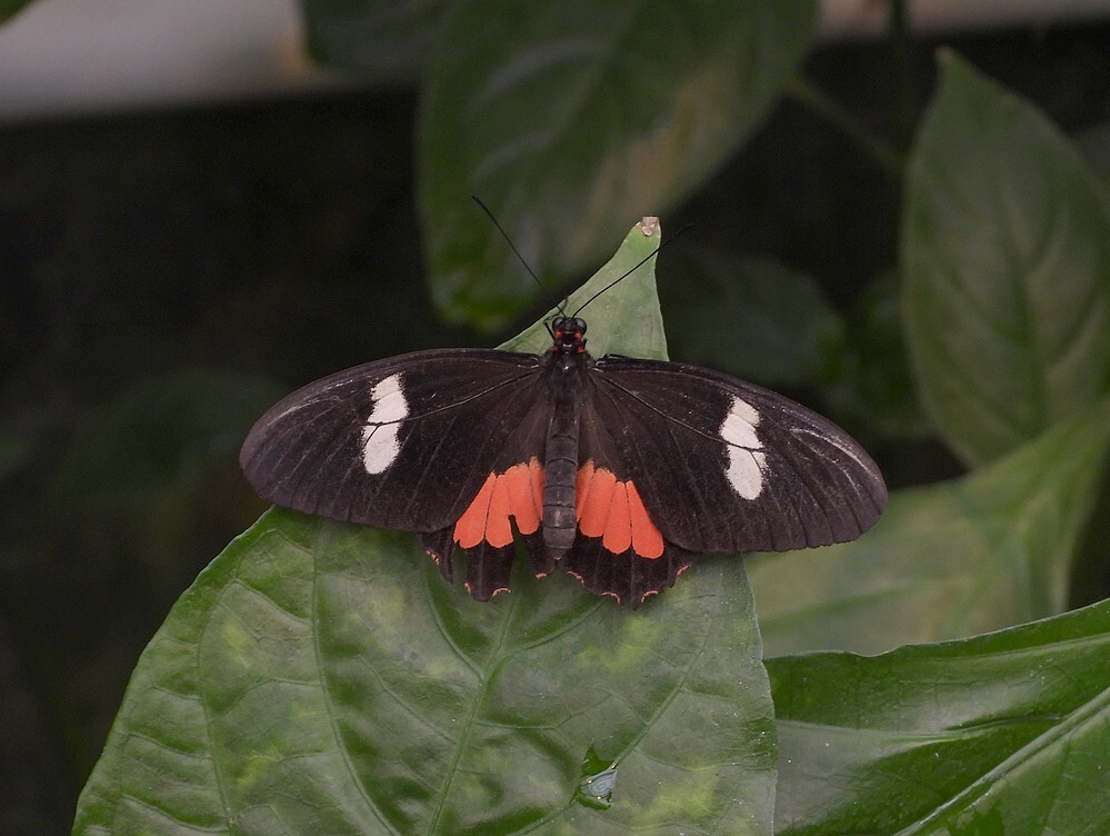 echtrunderhartvlinderkasbotanischetuinenutrecht17092024