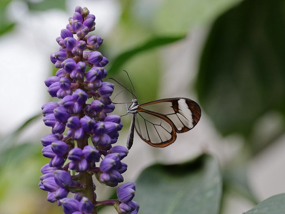 glasvleugelvlindergretaotovlinderkasbotanischetuinenutrecht02102023 5