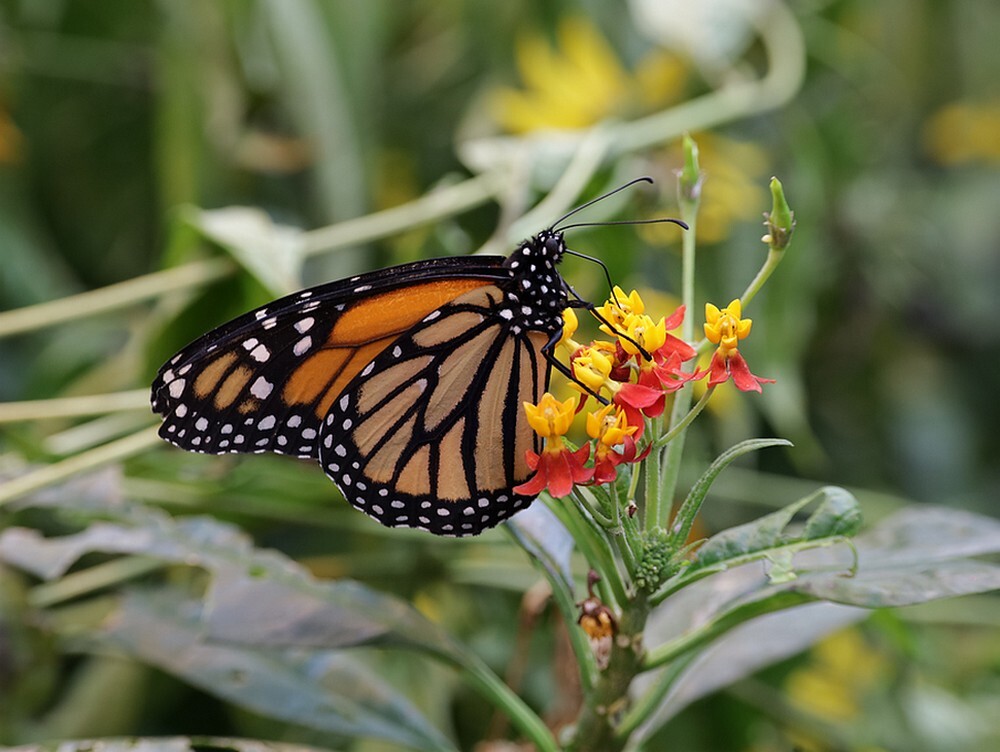 monarchvlindervlinderkasbotanischetuinenutrecht02102023