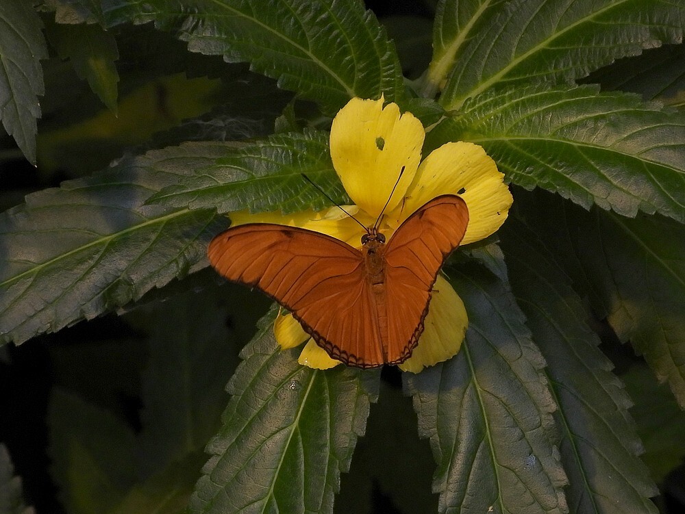 oranjepassiebloemvlindervlinderkasbotanischetuinenutrecht17092024 3