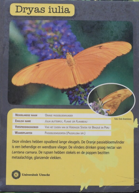 oranjepassiebloemvlindervlinderkasbotanischetuinenutrecht17092024 4