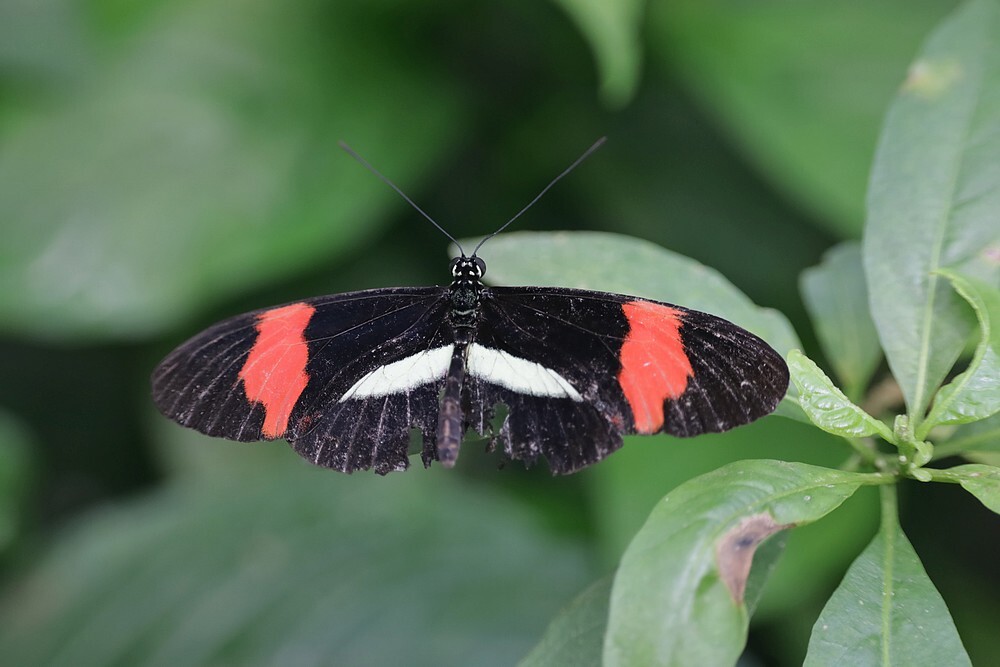 rodepostbodevlinderkasbotanischetuinenutrecht04102023 4