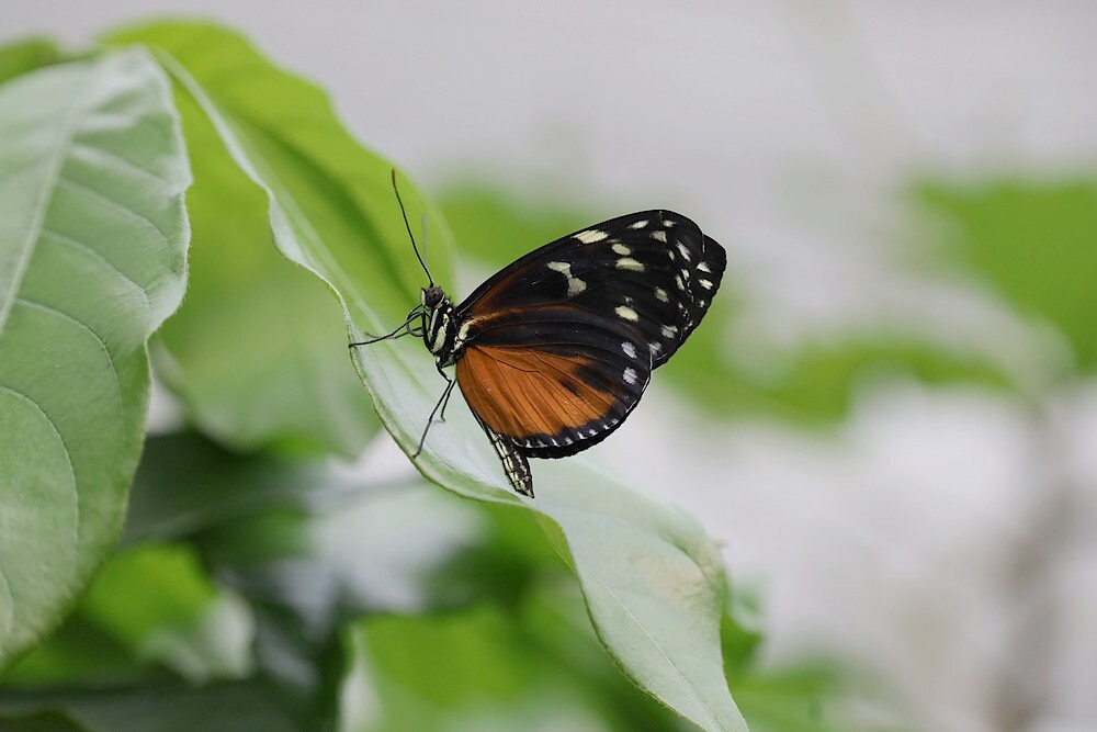 tijgerpassiebloemvlindervlinderkasbotanischetuinenutrecht04102023 3