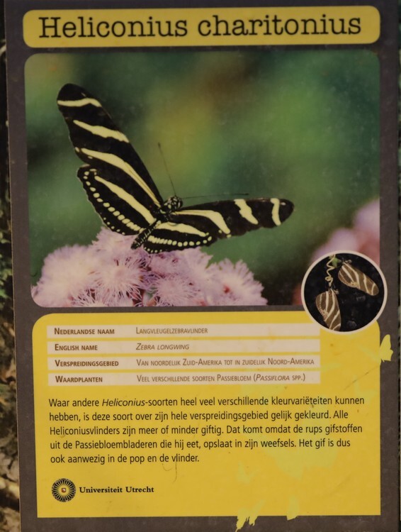 zebravlinderposter