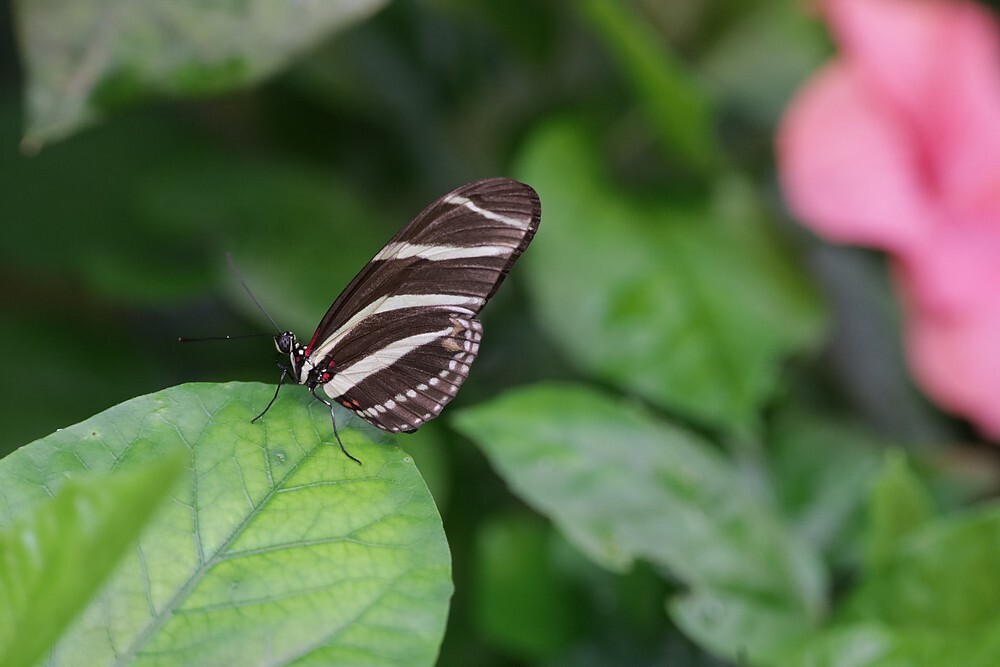 zebravlindervlinderkas08102023 1