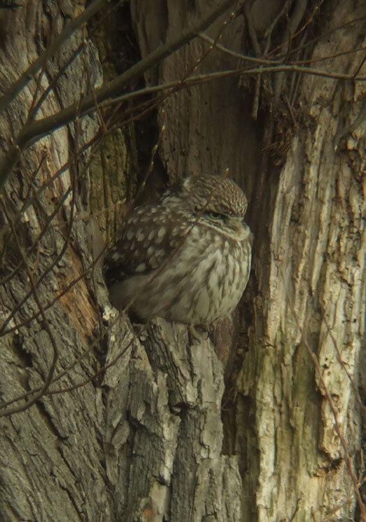 steenuil alblasserwaard 31032013 2