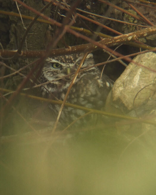 steenuil lekdijk 14032013