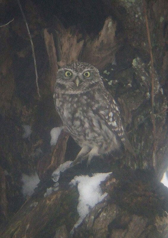 steenuilalblasserwaard221220091