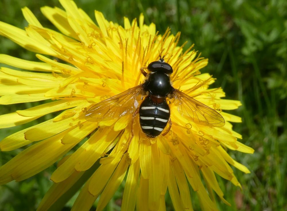 donkereveenzweefvliegmanoppaardenbloem1000perlenbachtal25052019
