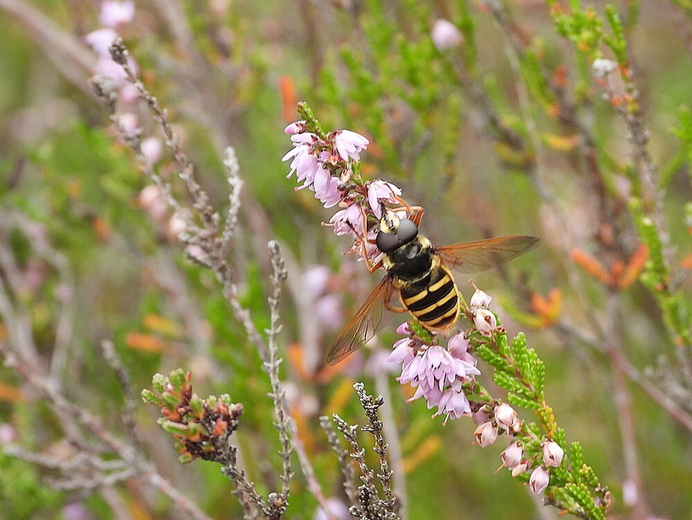 geleveenzweefvliegmanopstruikheidebrunssummerheide01092025