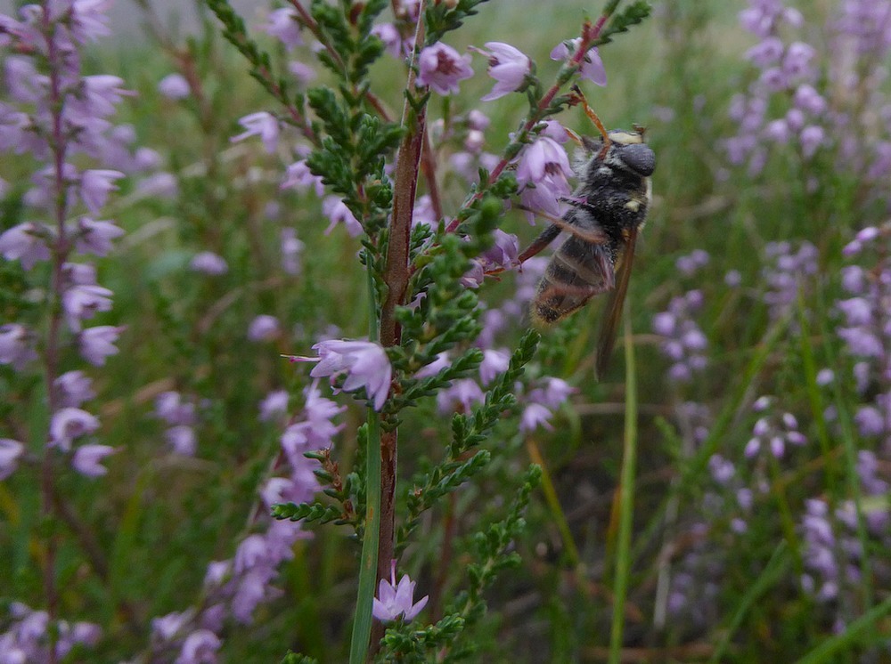 geleveenzweefvliegmanopstruikheidehogeveluwe11092016 1
