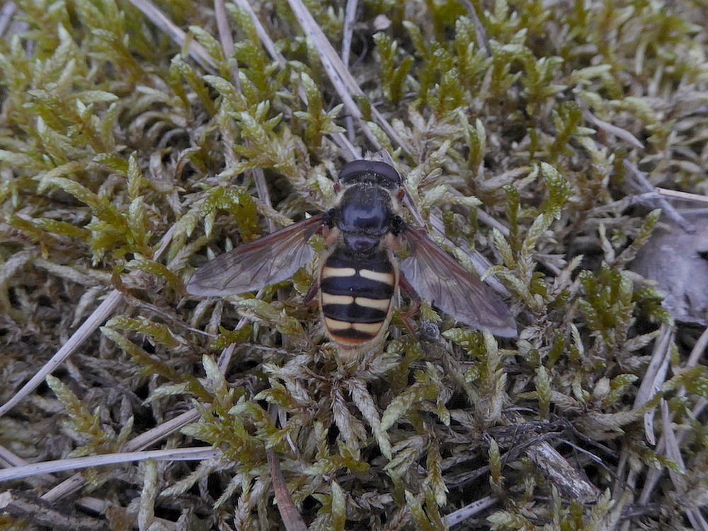 geleveenzweefvliegmanopstruikheidehogeveluwe11092016 2