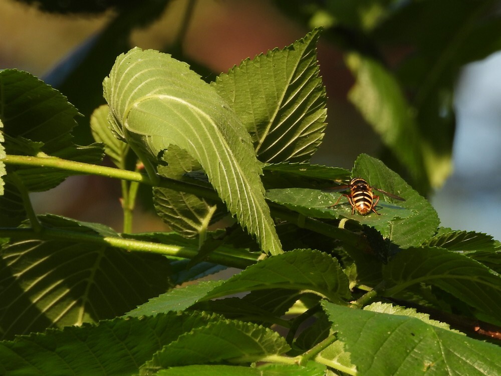 geleveenzweefvliegochtendzonbosrandbotanischetuinenutrecht13052024