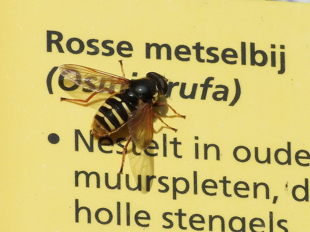 geleveenzweefvliegvrouwopvlinderstruikbotanischetuinenutrecht04112024 1