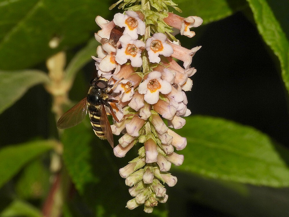 geleveenzweefvliegvrouwopvlinderstruikbotanischetuinenutrecht04112024 2