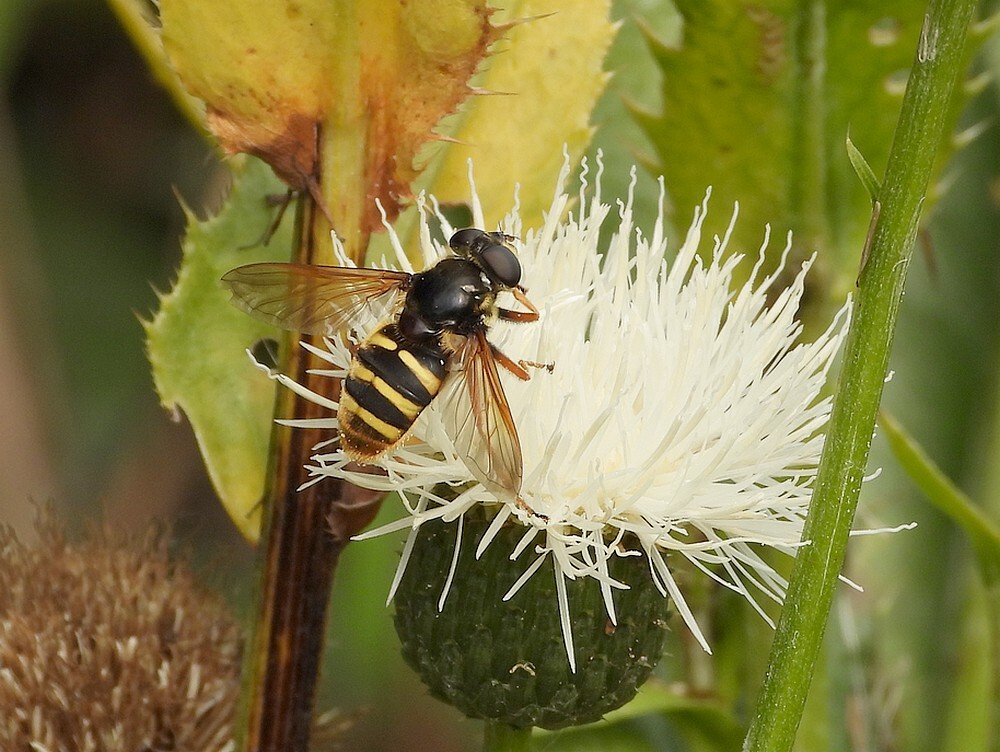 geleveenzweefvliegvrouwopzaagbladinsectenweidebotanischetuinenutrecht22092024