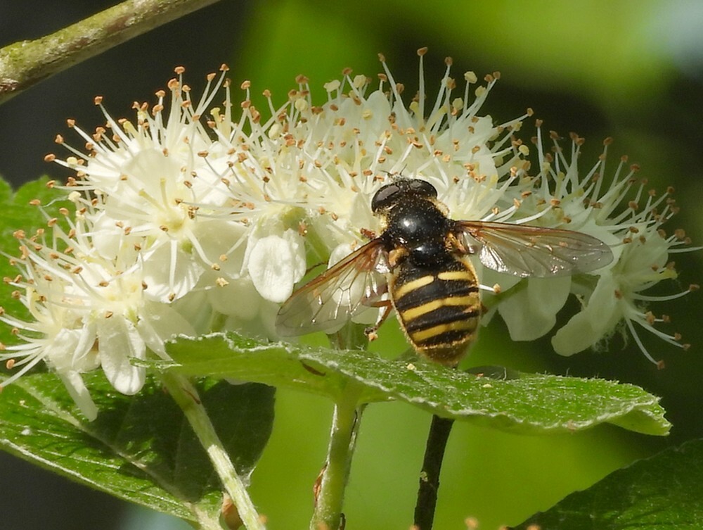 geleveenzweefvliegvrouwrotstuinbotanischetuinenutrecht10052024