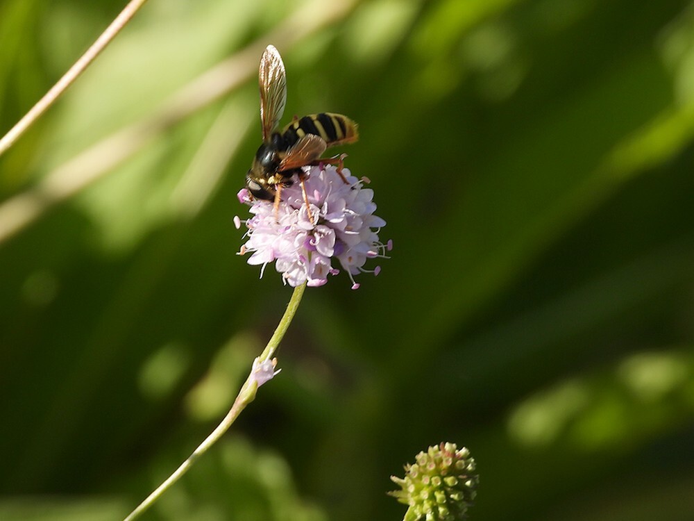 geleveenzwqeefvliegvrouwopsuccisellaevolutietuinbotanischetuinenutrecht21092024