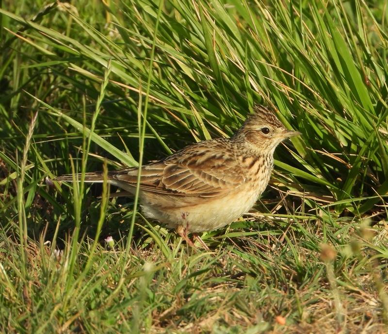 veldleeuwerikbrabantsebiesbosch27052020 4