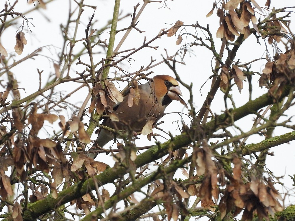 appelvinkmonnikenhofvianen06022025 2