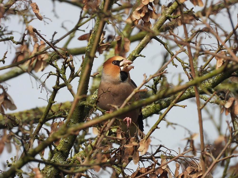 appelvinkmonnikenhofvianen06022025 5