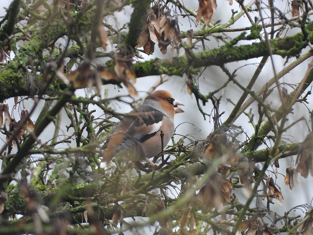 appelvinkopspaanseaakmonnikenhofvianen05022025 2