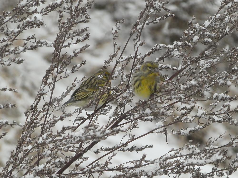 europeeskanariesinbijvoetede11022017