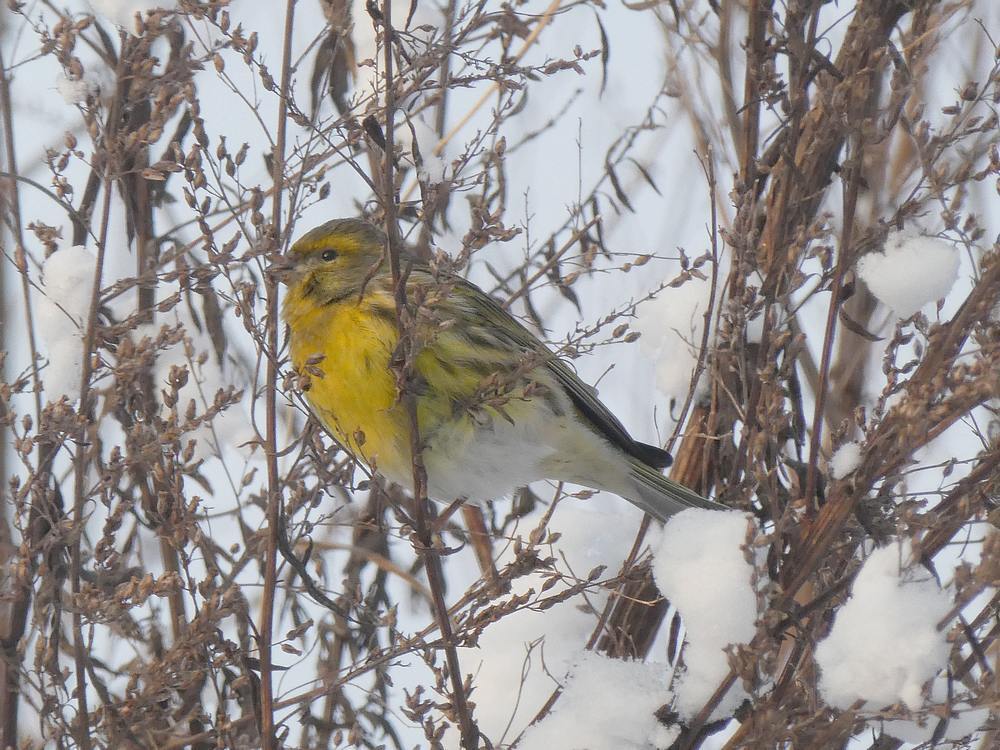 europesekanarieinbijvoetede11en12022017 3