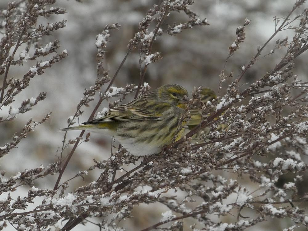 europesekanarievrouwinbijvoetede11en12022017