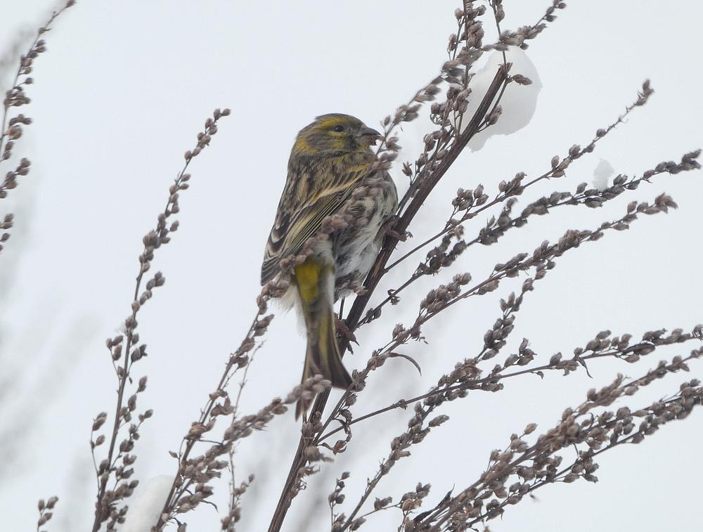 europesekanarievrouwinbijvoetede12022017
