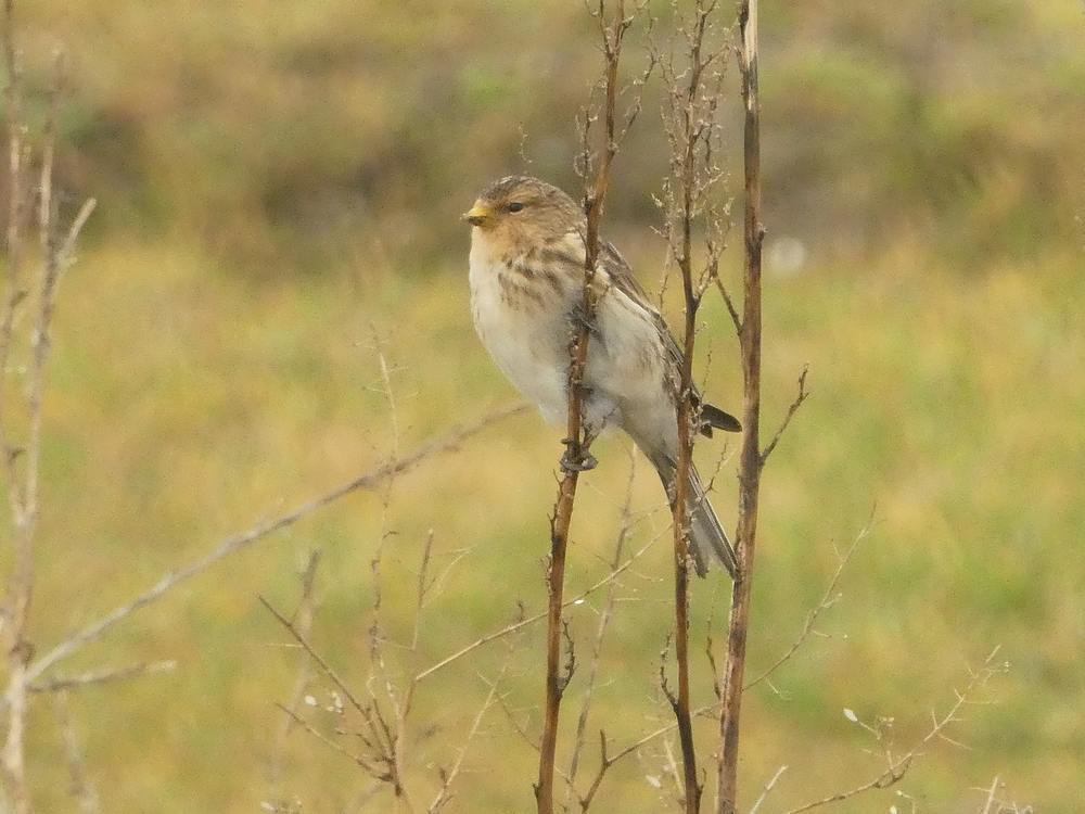 fratersbleiswijk05022017 1