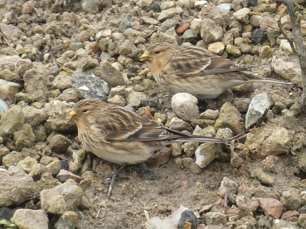 fratersbleiswijk05022017 2