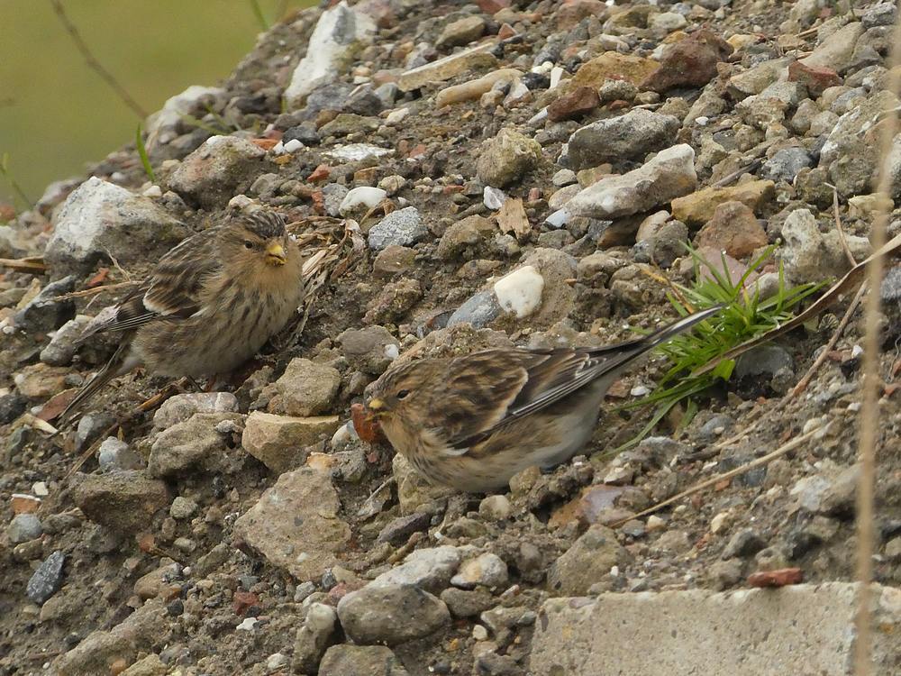 fratersbleiswijk05022017 3