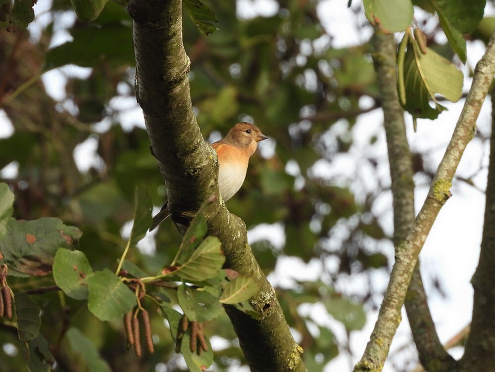 keepinzwarteelszouweboezemgebied22102025